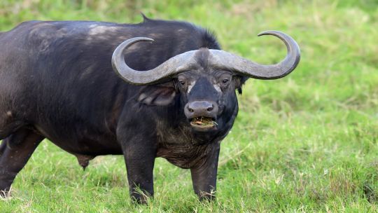 consumo-de-bufalo-en-santa-fe:-“es-una-alternativa-mas-para-lo-que-es-el-consumo-de-carne-a-nivel-nacional”