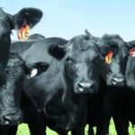 entre-rios-y-la-lucha-contra-la-garrapata-bovina:-“seguimos-en-el-plan-de-erradicacion”