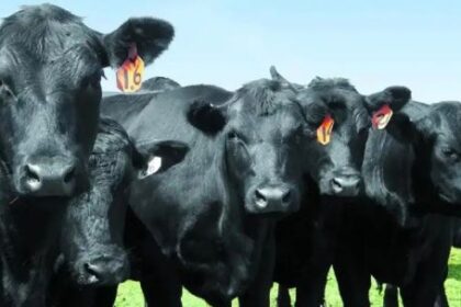 entre-rios-y-la-lucha-contra-la-garrapata-bovina:-“seguimos-en-el-plan-de-erradicacion”