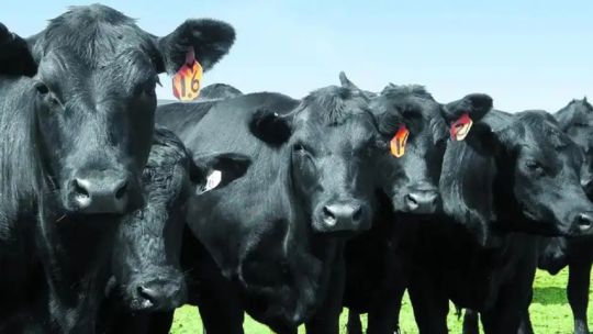 entre-rios-y-la-lucha-contra-la-garrapata-bovina:-“seguimos-en-el-plan-de-erradicacion”