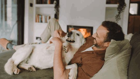 29-de-abril:-por-que-argentina-celebra-el-dia-del-animal-y-como-el-cuidado-responsable-se-volvio-una-prioridad