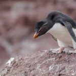 contaminantes,-enfermedades-y-cambio-climatico:-tres-amenazas-a-la-conservacion-en-el-oceano