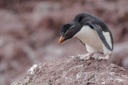contaminantes,-enfermedades-y-cambio-climatico:-tres-amenazas-a-la-conservacion-en-el-oceano
