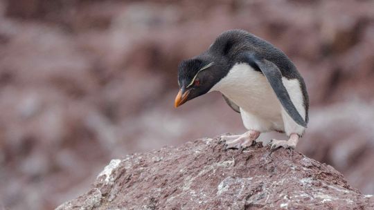 contaminantes,-enfermedades-y-cambio-climatico:-tres-amenazas-a-la-conservacion-en-el-oceano