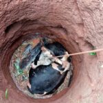 bomberos-de-la-policia-rescataron-a-un-vacuno-que-habia-caido-en-un-pozo-en-santa-ana