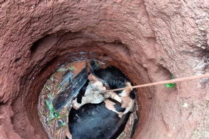 bomberos-de-la-policia-rescataron-a-un-vacuno-que-habia-caido-en-un-pozo-en-santa-ana
