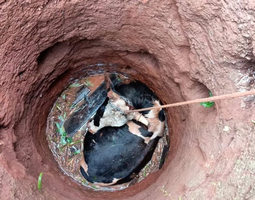 bomberos-de-la-policia-rescataron-a-un-vacuno-que-habia-caido-en-un-pozo-en-santa-ana
