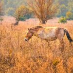 a-40-anos-de-chernobyl:-como-el-caballo-de-przewalski-encontro-un-refugio-inesperado-en-la-zona-radiactiva