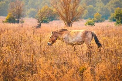 a-40-anos-de-chernobyl:-como-el-caballo-de-przewalski-encontro-un-refugio-inesperado-en-la-zona-radiactiva