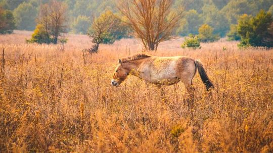 a-40-anos-de-chernobyl:-como-el-caballo-de-przewalski-encontro-un-refugio-inesperado-en-la-zona-radiactiva