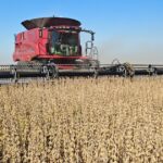 ajustan-a-la-baja-el-area-sembrada-con-soja,-pero-elevan-la-estimacion-de-produccion-por-los-buenos-rindes