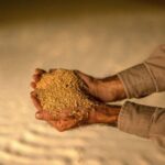 netherlands-rejects-argentina-soy-meal-cargoes-over-gmo-issue