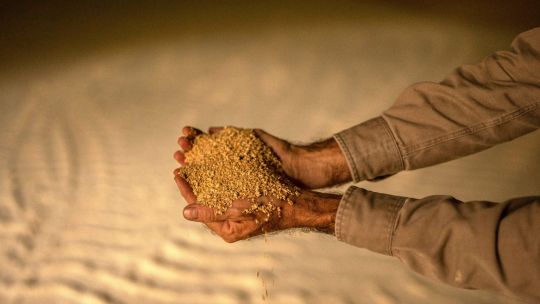 netherlands-rejects-argentina-soy-meal-cargoes-over-gmo-issue