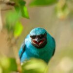 el-proximo-9-de-mayo,-puerto-rico-se-suma-al-conteo-mundial-de-aves-en-el-monte-seguin