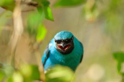 el-proximo-9-de-mayo,-puerto-rico-se-suma-al-conteo-mundial-de-aves-en-el-monte-seguin