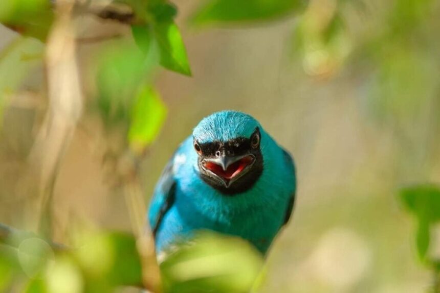 el-proximo-9-de-mayo,-puerto-rico-se-suma-al-conteo-mundial-de-aves-en-el-monte-seguin
