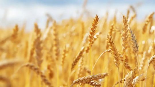 alerta-en-la-molineria:-pese-a-la-cosecha-record,-advierten-faltante-de-trigo-para-panificacion