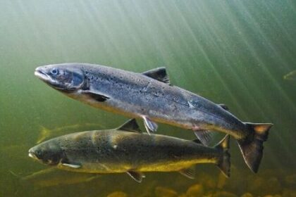 contaminacion-silenciosa:-los-salmones-nadan-hasta-60-%-mas-por-drogas-en-el-agua