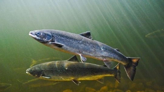 contaminacion-silenciosa:-los-salmones-nadan-hasta-60-%-mas-por-drogas-en-el-agua
