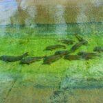 carpas-reubicadas-y-sanas:-el-operativo-que-cambio-la-vida-de-miles-de-peces