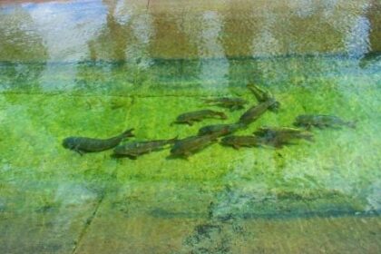 carpas-reubicadas-y-sanas:-el-operativo-que-cambio-la-vida-de-miles-de-peces