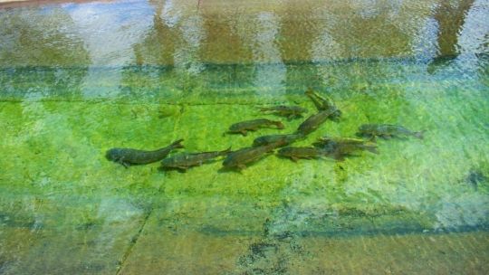 carpas-reubicadas-y-sanas:-el-operativo-que-cambio-la-vida-de-miles-de-peces