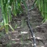se-realizo-la-primera-edicion-del-regen-summit-en-argentina:-un-espacio-orientado-a-promover-la-agricultura-regenerativa