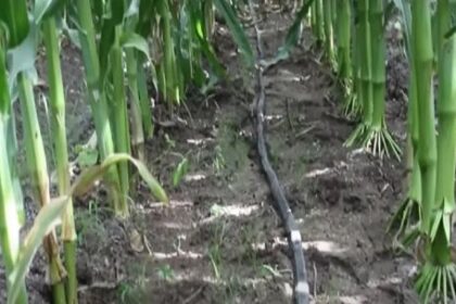 se-realizo-la-primera-edicion-del-regen-summit-en-argentina:-un-espacio-orientado-a-promover-la-agricultura-regenerativa