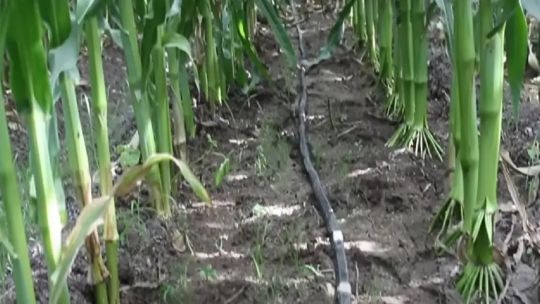 se-realizo-la-primera-edicion-del-regen-summit-en-argentina:-un-espacio-orientado-a-promover-la-agricultura-regenerativa