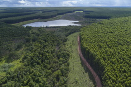 carbono-y-foresto-industria:-la-nueva-frontera-de-valor-para-el-sector-de-empresario-de-celulosa-y-papel