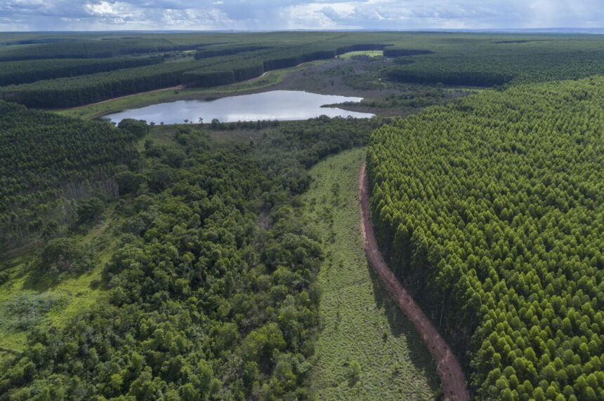carbono-y-foresto-industria:-la-nueva-frontera-de-valor-para-el-sector-de-empresario-de-celulosa-y-papel