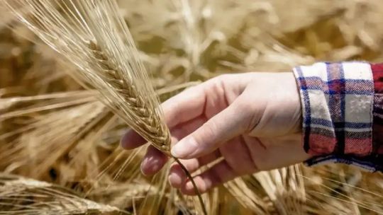 la-participacion-del-estado-en-la-renta-del-campo-subio-a-62,5%-por-efecto-de-la-guerra-en-medio-oriente