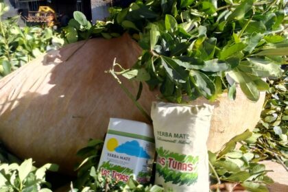 “sostenerlo-cada-vez-cuesta-mas”:-la-cooperativa-las-tunas-mantiene-en-$380-el-kilo-de-hoja-verde-de-yerba-en-un-escenario-complejo