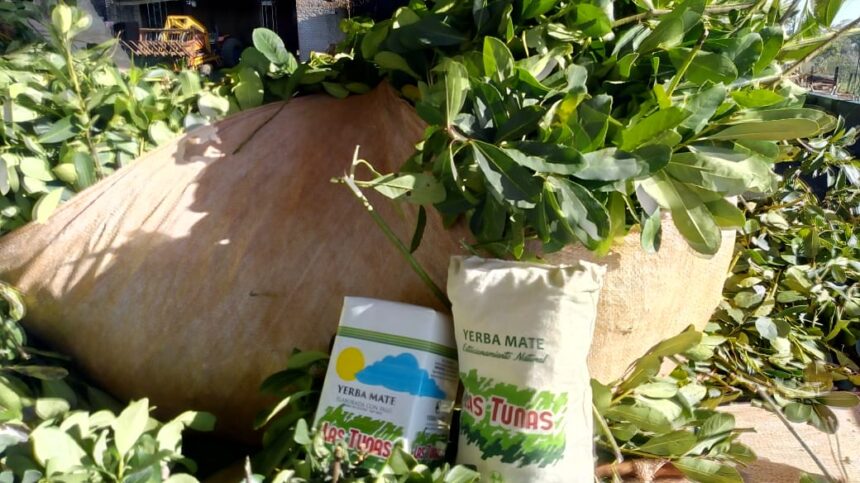 “sostenerlo-cada-vez-cuesta-mas”:-la-cooperativa-las-tunas-mantiene-en-$380-el-kilo-de-hoja-verde-de-yerba-en-un-escenario-complejo
