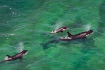 comenzo-la-temporada-2026-de-orcas-en-la-peninsula-valdes