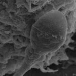 la-falta-de-gravedad-afecta-a-los-espermatozoides-y-pone-en-riesgo-la-reproduccion-humana-fuera-de-la-tierra
