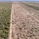 bosques:-argentina-perdio-casi-2-millones-de-hectareas-y-busca-reformar-la-ley-para-seguir-arrasandolos