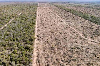 bosques:-argentina-perdio-casi-2-millones-de-hectareas-y-busca-reformar-la-ley-para-seguir-arrasandolos