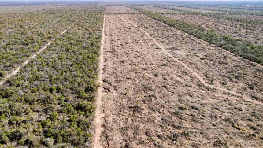 bosques:-argentina-perdio-casi-2-millones-de-hectareas-y-busca-reformar-la-ley-para-seguir-arrasandolos
