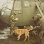 la-historia-de-mortero,-el-perro-que-viajo-a-malvinas-y-fue-prisionero-de-guerra