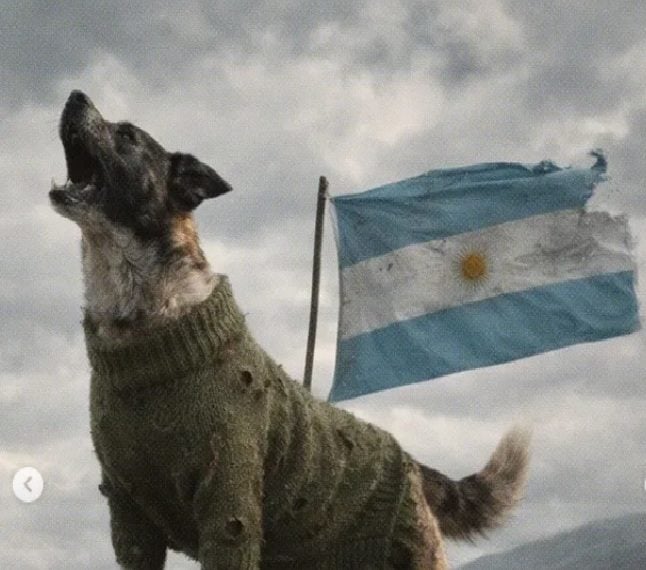 malvinas:-¿sabias-que-argentina-envio-18-perros-a-la-guerra-junto-a-los-soldados?-conoce-sus-historias