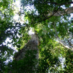 redd+-jurisdiccional:-una-herramienta-para-frenar-la-deforestacion-y-dinamizar-el-desarrollo-sostenible-en-la-region