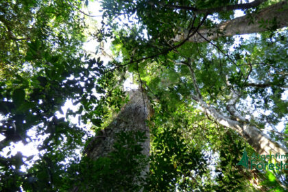 redd+-jurisdiccional:-una-herramienta-para-frenar-la-deforestacion-y-dinamizar-el-desarrollo-sostenible-en-la-region