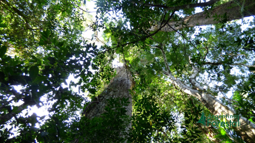 redd+-jurisdiccional:-una-herramienta-para-frenar-la-deforestacion-y-dinamizar-el-desarrollo-sostenible-en-la-region