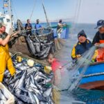 exportaciones-pesqueras-para-consumo-humano-directo-crecen-125.1%-en-enero