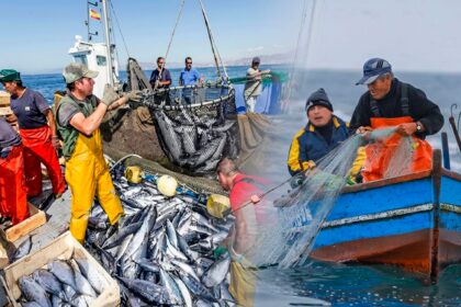 exportaciones-pesqueras-para-consumo-humano-directo-crecen-125.1%-en-enero