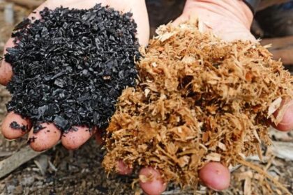 biocarbon:-el-“oro-negro”-que-gana-protagonismo-en-el-mercado-de-carbono-de-largo-plazo