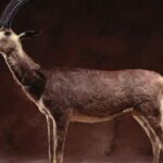 ciencia-y-conservacion:-el-plan-para-“resucitar”-al-bluebuck,-el-antilope-extinguido-hace-230-anos
