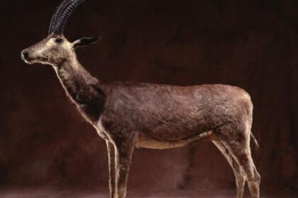 ciencia-y-conservacion:-el-plan-para-“resucitar”-al-bluebuck,-el-antilope-extinguido-hace-230-anos