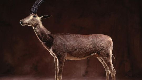 ciencia-y-conservacion:-el-plan-para-“resucitar”-al-bluebuck,-el-antilope-extinguido-hace-230-anos